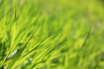 Green grass in sunlight, blurred background. Fresh spring nature, sunny meadow