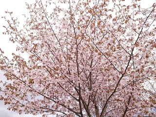 立夏の桜(サクラ)