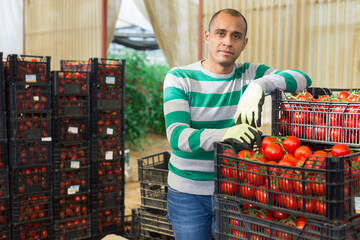 Latin american farmer working in greenhouse during harvest of tomatoes, arranging boxes with...