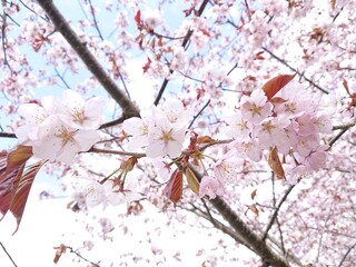 立夏の桜(サクラ)