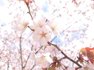 立夏の桜(サクラ)