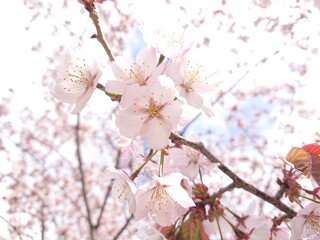 立夏の桜(サクラ)