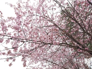 立夏の桜(サクラ)