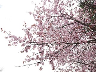 立夏の桜(サクラ)