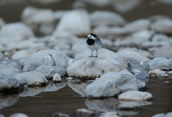 little white wagtail on a rock in the river - Motacilla alba