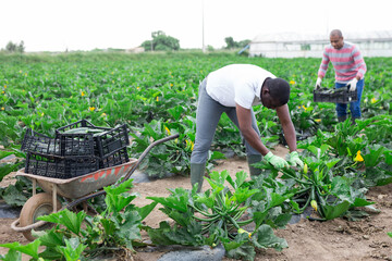 African american farmer collect harvest zucchini on the field