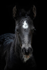 Head portrait of a black horse with black background. Black foal with white dot.