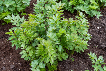 Spices and Herbs, Lovage plant (Levisticum officinale) growing in the garden.