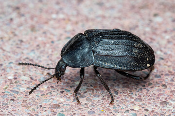 European Carrion Beetle (Phosphuga atrata)