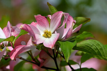 花弁のように見える総苞の中心に、開花した小さな花が密集しているハナミズキのクローズアップ