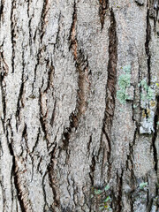 Close up picture of wooden background from tree bark.