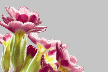 Inflorescence of primrose flowers in close-up. Macrophoto. The flowers are magenta on the edge and yellow in the center. Free space in the frame.
