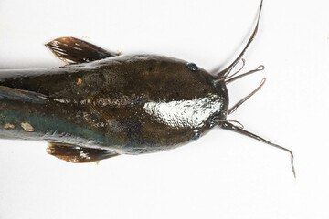 Structure of Clarias gariepinus in the laboratory.