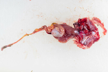 Structure of Clarias gariepinus in the laboratory.