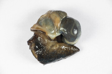 Structure of Giant African Snail in the laboratory.