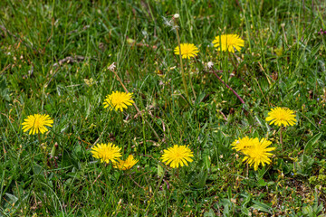 Yellow dandelion flowers in the meadow.