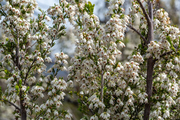 Detail of the branches of white heather with its flowers. Erica Arborea.