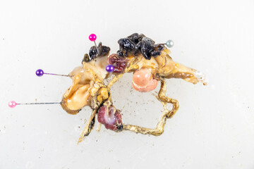 Structure of Giant African Snail in the laboratory.