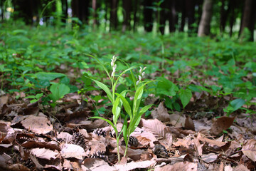 ササバギンラン