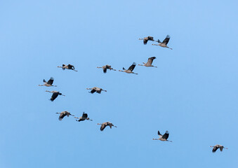 Der Kranich (Grus grus), auch Grauer Kranich oder Eurasischer Kranich