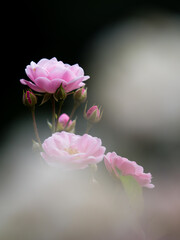 Obraz premium バラ rose