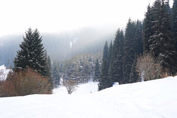 Different types of firs, pines and trees in mountainous areas, with thick fog.