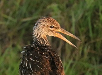Young Juvenile Limpkin in the Morning Light