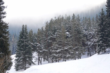 Different types of firs, pines and trees in mountainous areas, with thick fog.