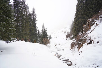 Different types of firs, pines and trees in mountainous areas, with thick fog.