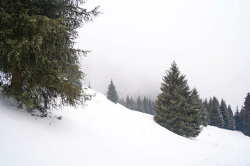 Different types of firs, pines and trees in mountainous areas, with thick fog.