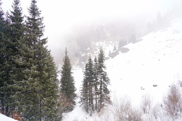 Different types of firs, pines and trees in mountainous areas, with thick fog.