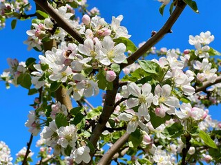 Apple tree blossom flowers  branch in spring garden against blue sky. 