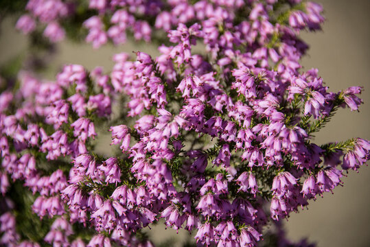 Erica Australis