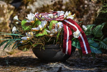 Festive composition of flowers with a ribbon in the colors of the Latvian flag