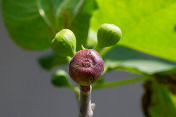 Close up of a ripe Tin fruit, Fig fruit, in shallow focus.