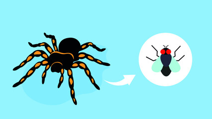 spider and fly, spider eats flies