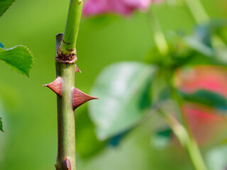 春の薔薇の棘