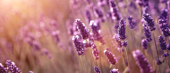 Banner with soft focused Lavender flowers at sunset Blooming Violet fragrant lavender flower summer...