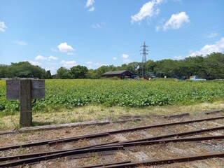 鉄道風景、緑と電柱と線路