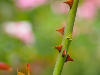 春のバラのトゲ