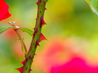 春の薔薇のトゲ