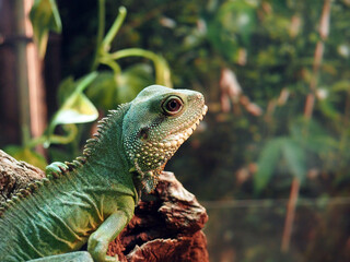 グリーンドラゴン