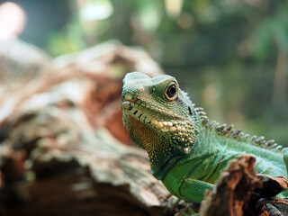 グリーンドラゴン