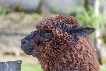 alpaca in the zoo