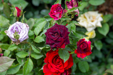 Dark red rose with colorful flower blur background, on shallow focus