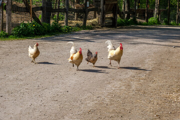 chickens in the zoo