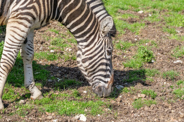 zebra in the zoo