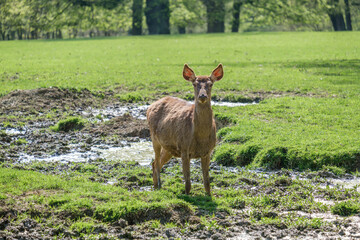 deer in the woods