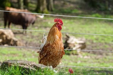 rooster in the zoo © Simon