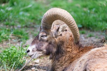 horned goat in the zoo